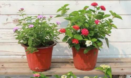 福州赵阿姨最新爆料视频,最新爆料视频背后的惊人真相  第3张