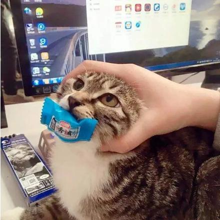 娱乐吃瓜菌猫猫视频,揭秘娱乐圈幕后趣闻 第1张 娱乐吃瓜菌猫猫视频,揭秘娱乐圈幕后趣闻 第1张